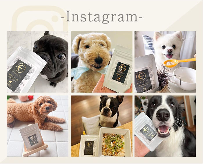 愛犬の健康・脱毛悩みの救世主】13歳の愛犬が病気で薄毛に。そこから