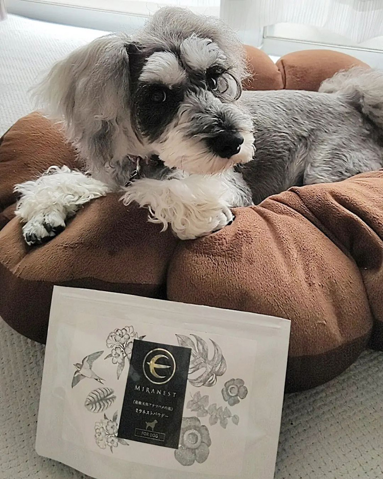 愛犬の健康・脱毛悩みの救世主】13歳の愛犬が病気で薄毛に。そこから