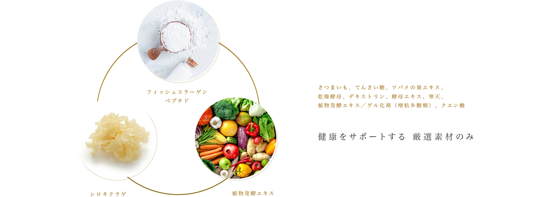 cranberry クランベリ