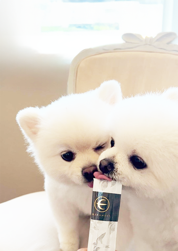 cranberry クランベリ